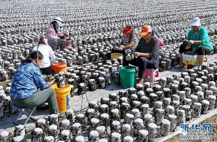 Nông dân Trung Dương thu hoạch mộc nhĩ. (Ảnh: Xinhua)