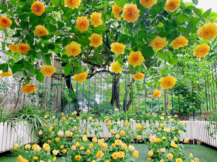 Vườn hồng vàng leo được chị Phương mua với giá siêu rẻ nhưng cũng thành không gian "siêu chill".