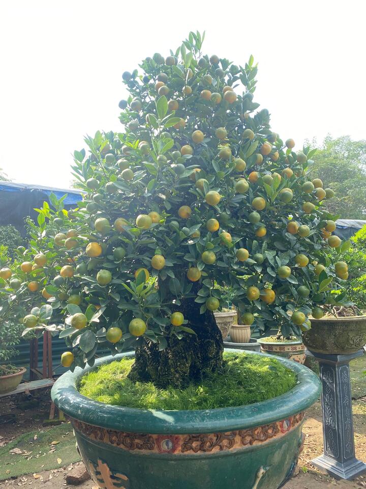 Một cây quất cần thăng được đánh giá đẹp phải có gốc to, xù xì, quả chín, quả xanh, hoa và có lộc.