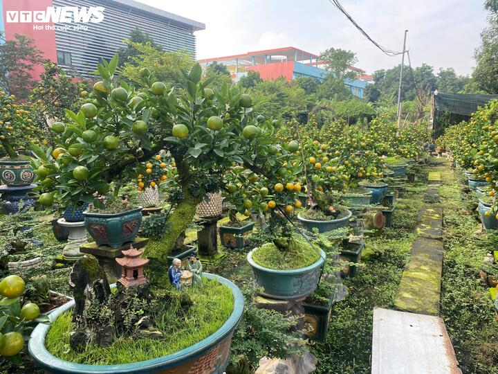 Những cây quất cần thăng giá "bình dân" với vô vàn lựa chọn cho khách hàng.