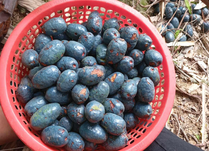 Quả cọ khi mới thu hoạch. (Ảnh: NVCC)