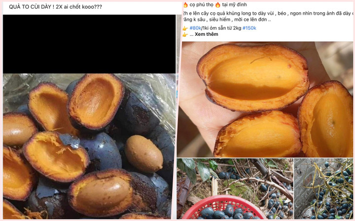 Quả cọ được rao bán nhiều trên chợ mạng. (Ảnh chụp màn hình)