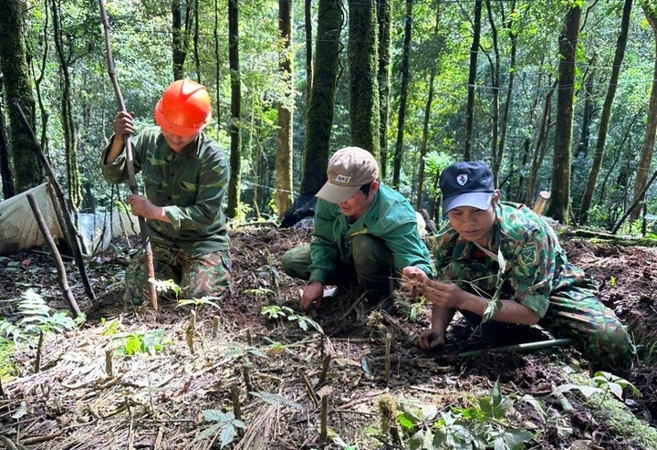 Nhiều người trồng dược liệu.