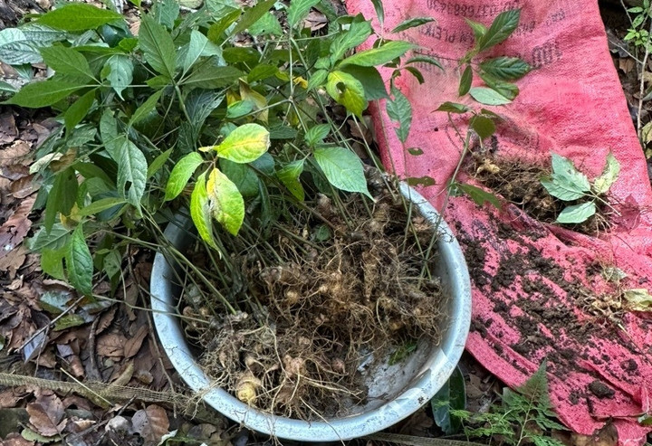 Sâm Ngọc Linh được trồng trên núi Ngọc Linh ở độ cao 1.200-1.500m.