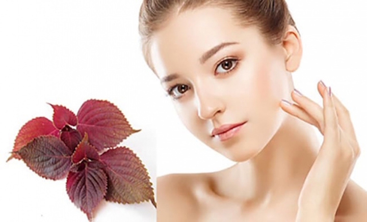 Lá tía tô có nhiều tác dụng trong việc làm đẹp.