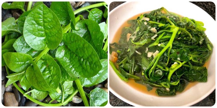 Rau mồng tơi rất tốt cho sức khoẻ