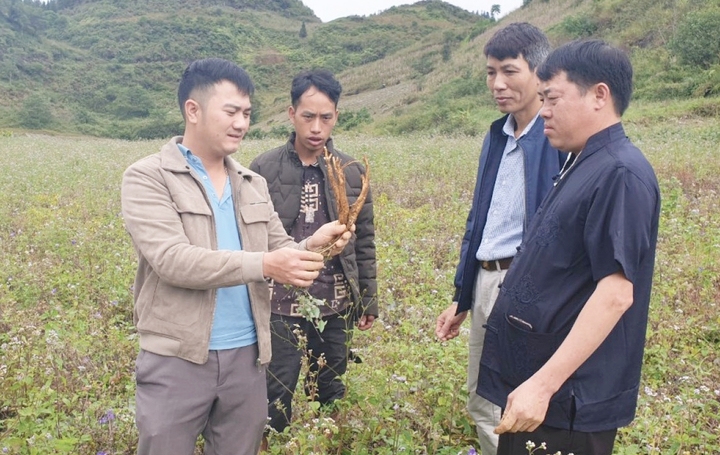 Cán bộ trao đổi kỹ thuật thu hoạch dược liệu với nông dân. (Ảnh: Báo Lào Cai)