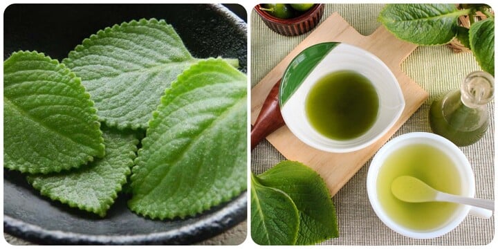 Tần lá dày mang lại nhiều công dụng với sức khoẻ