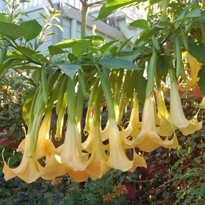 Loa kèn Brumansia Suaveolens là một trong các loại cây cảnh có độc gây nguy hại đến sức khỏe. (Ảnh: Urbanjungle)
