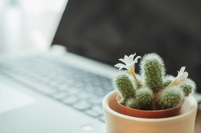 Có thể đặt cây xương rồng trên bàn làm việc để chống bức xạ từ các thiết bị điện tử. (Ảnh: Pinterest)