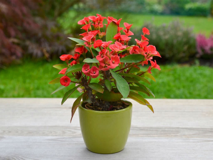 Xương rồng bát tiên - một trong các loại cây cảnh có độc gây nguy hại đến sức khỏe. (Ảnh: Worldofsucculents)