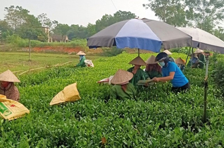 Cán bộ BHXH tuyên truyền chính sách BHXH tự nguyện, BHYT hộ gia đình tới bà con trồng chè xã Tân Cương, thành phố Thái Nguyên. (Ảnh: T. Huệ)