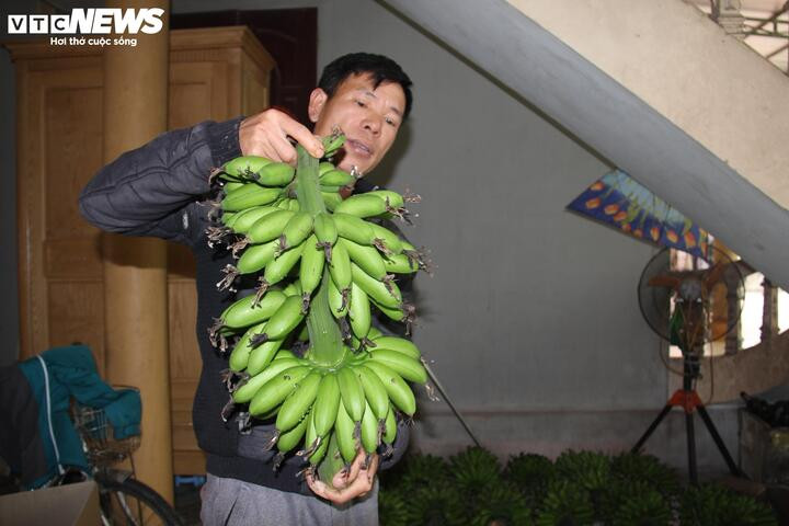 Chuối ngự là đặc sản hiện chỉ có ở xã Hòa Hậu.