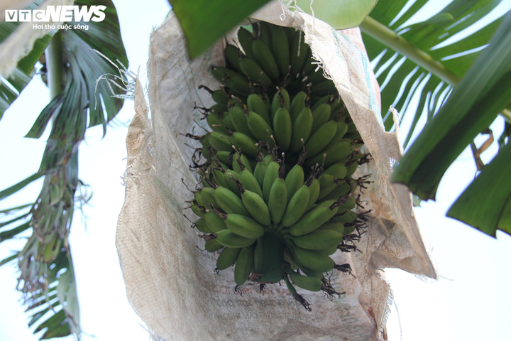 Những buồng chuối ngự được che chắn cẩn thận.