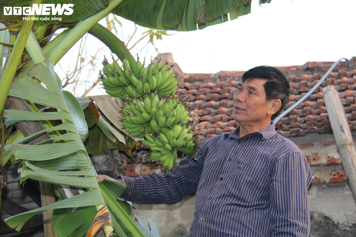 Đặc sản chuối 'tiến vua' vào mùa hốt bạc - 5
