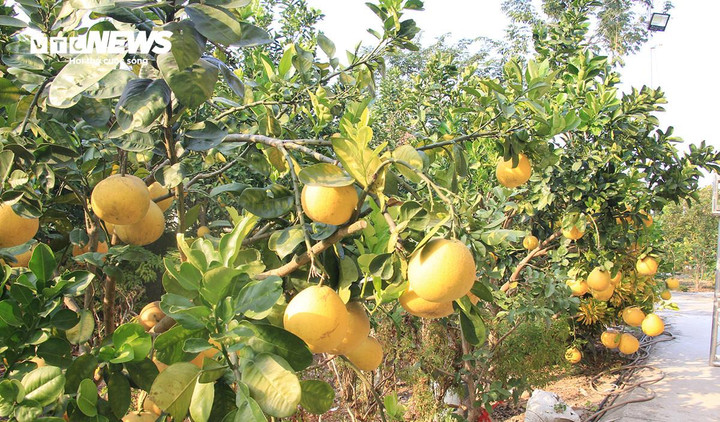 "Trước đây, cảnh chùa hoang sơ, đổ nát, được nhà chùa và Nhân dân cùng đồng lòng sửa sang, tôn tạo, mở mang; nay cảnh chùa khang trang, to đẹp hơn", ông Di chia sẻ.