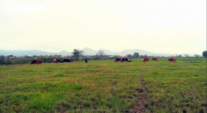 Cánh đồng 4ha bỏ hoang 5 năm không thể canh tác của người dân thôn Thọ Nghĩa, xã Phước Nghĩa, huyện Tuy Phước, Bình Định.