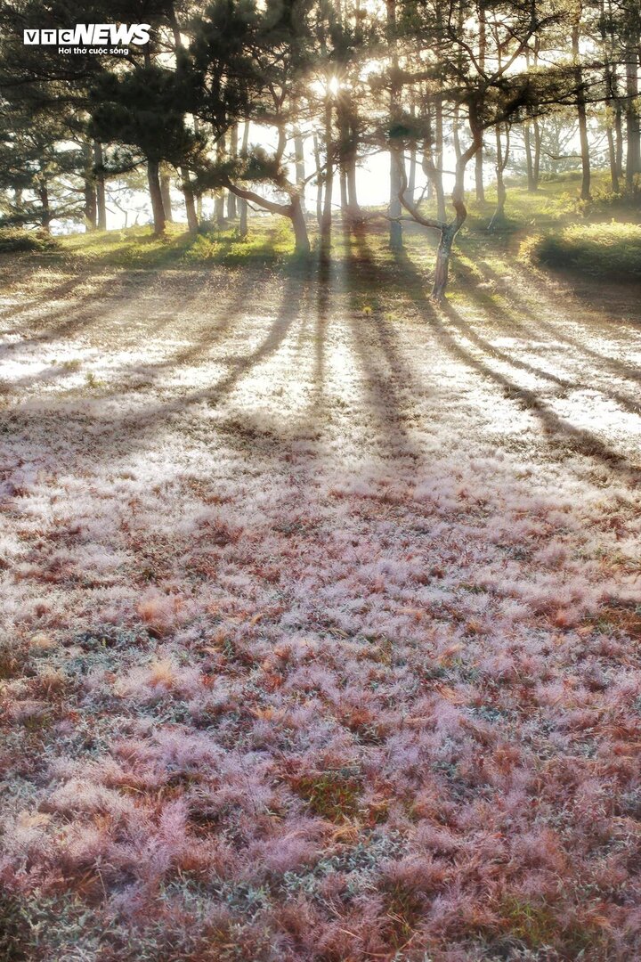 Vào sáng sớm, những hạt sương còn đọng dày trên cỏ, ánh lên dưới nắng nên nhiều người còn gọi là cỏ tuyết.