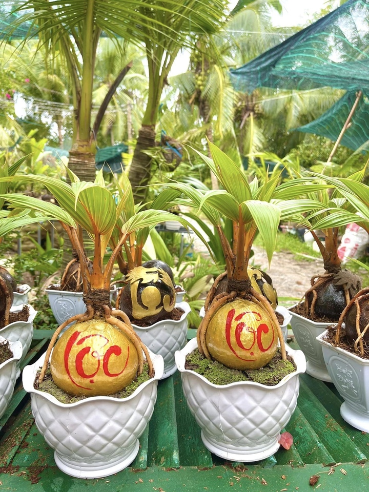 Dừa bonsai thư pháp. (Ảnh: NVCC)
