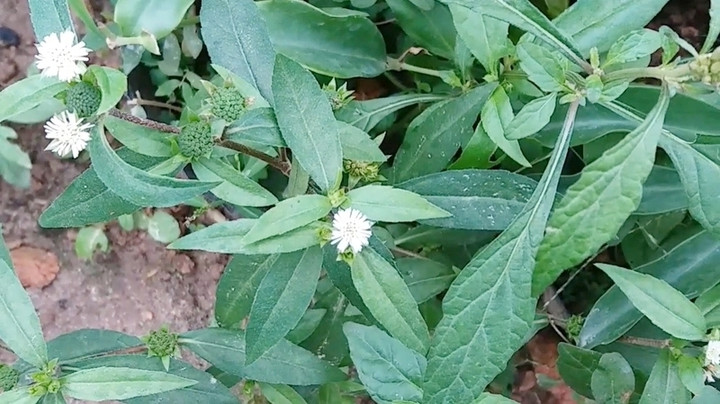 Cỏ mực hay còn gọi là cây nhọ nồi, là một vị thuốc trong Đông y, tác dụng thường được biết đến để cầm máu.