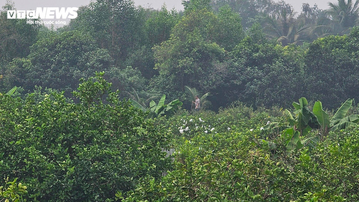 Cánh rừng nghi phạm đang lẩn trốn rộng hơn 3ha.