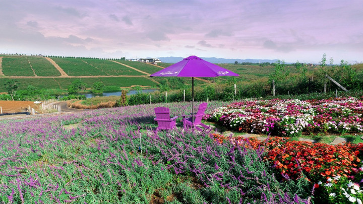 Cao nguyên trà của Lâm Đồng đang nổi lên là điểm đến Glamping lý tưởng thu hút giới trẻ.