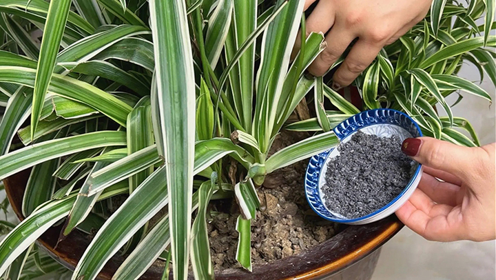Tro ngải cứu cũng là loại phân bón tuyệt vời, giúp cây trồng phát triển tươi tốt. ( Ảnh: Sohu)