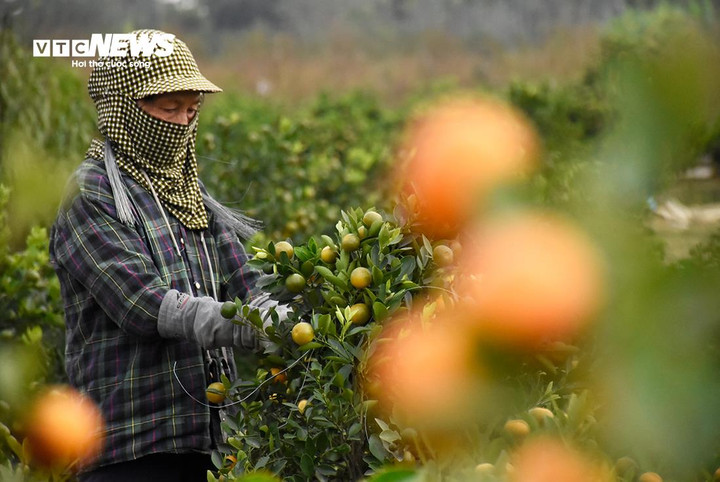 Bên cạnh việc thuê người tạo dáng quất cảnh, làng Minh Kha cũng có những nhà vườn tự làm công việc này.