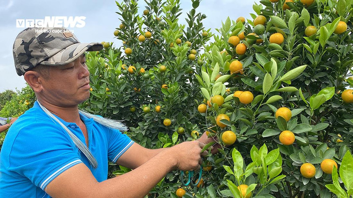"Thời gian làm là do chúng tôi, có ngày 8-9 tiếng, thậm chí 10 tiếng đồng hồ. Tuy nhiên, mức thu nhập kia cũng chỉ trong 1 tháng gần Tết. Các tháng khác trong năm chúng tôi cũng chỉ thu nhập khoảng vài triệu đồng. Trung bình mỗi cây chúng tôi dành khoảng 40 phút để tạo dáng xong. Cây nhiều tiền nhất lên tới 200 nghìn đồng, cây thấp 60 nghìn đồng", anh Quang cho biết.