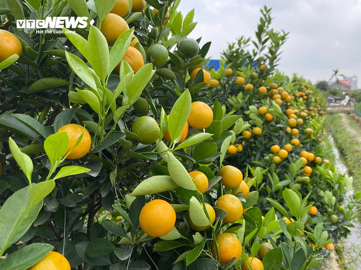 Những cây quất được tạo dáng, quả đang độ chín vàng.