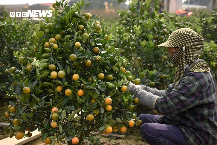 Bà Bùi Thị Tĩnh (67 tuổi) vừa tạo dáng cây vừa chia sẻ, năm nay, quất cảnh đẹp, quả to. Cả vườn nhà bà có khoảng 300 cây quất cảnh, tất cả đều bảo đảm tiêu chuẩn xuất đợt Tết Giáp Thìn 2024.