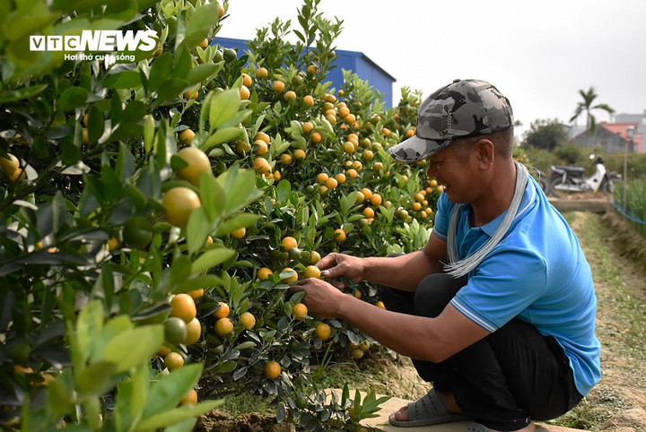 Anh Trần Quang (xã Mễ Sở, huyện Văn Giang, Hưng Yên) làm nghề tạo dáng quất cảnh phục vụ Tết Nguyên đán cho biết, mỗi ngày những người thợ như anh có thể thu nhập lên tới 1,4 - 1,5 triệu đồng.