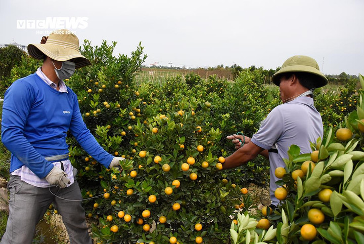 Còn theo anh Trần Đức Trọng, để tạo dáng cho cây, khâu khó nhất là vào ngọn.