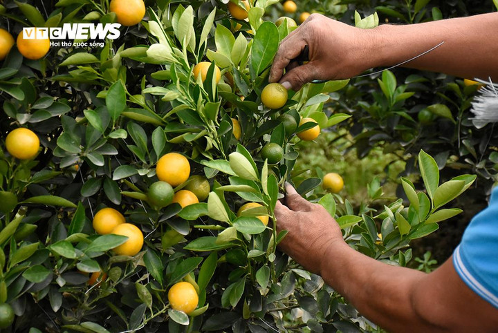 Nghề này dụng cụ chỉ cần kéo và dây buộc nhưng rất vất vả, đòi hỏi kỹ thuật, đôi tay khéo léo và sự kiên trì.