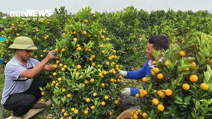 Mỗi địa phương, các anh dành khoảng 10 ngày ở lại. Khoảng cuối tháng 11, đầu tháng 12 Âm lịch, những người đàn ông này kết thúc hành trình tạo dáng quất cảnh ở các tỉnh, thành lân cận để trở về chăm sóc cho vườn cây nhà mình, chuẩn bị hành trình đưa cây xuống phố phục vụ nhu cầu chơi Tết của người dân.