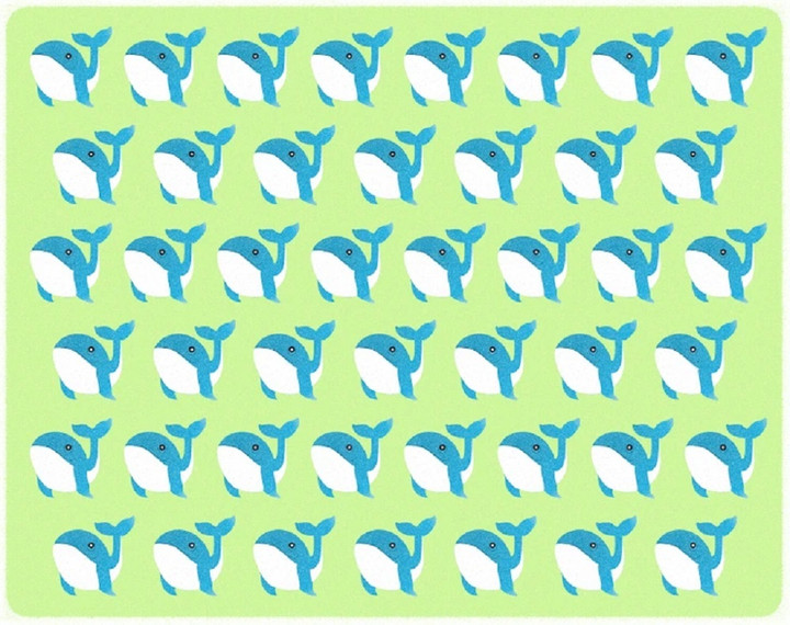 Bạn có thể nhanh chóng tìm ra con cá voi khác biệt?