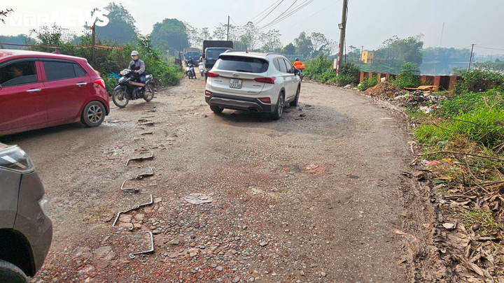Hàng dài "cừ lá sen" nhô lên mặt đất từ 5 đến 7cm.
