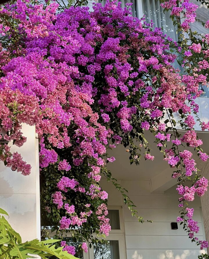 Khu vườn hoa đủ sắc màu đẹp như cổ tích được các thành viên trong gia đình MC Quyền Linh chăm sóc chu đáo.