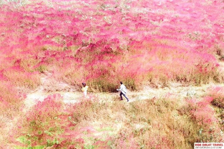 Đồi cỏ hồng như chốn bồng lai tiên cảnh. (Ảnh: Dulich Dalat.com)