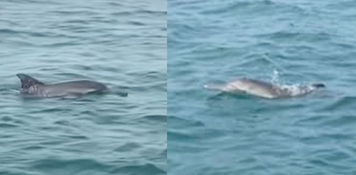 Hình ảnh cá heo khoảng 30 con được ngư dân ghi nhận tại khu vực vùng biển huyện đảo Cô Tô (Quảng Ninh).