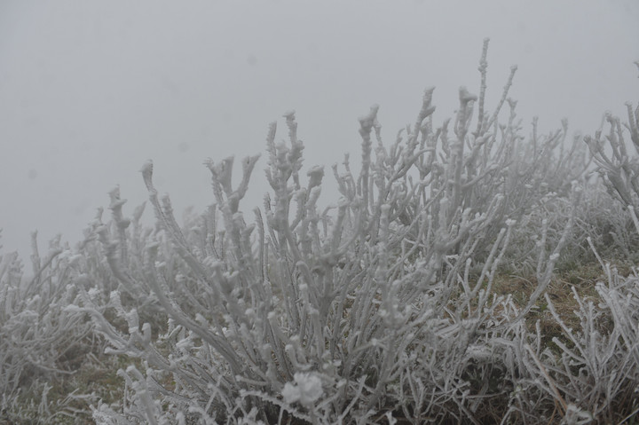 Sáng 24/1, nhiệt độ trên đỉnh Mẫu Sơn (Lạng Sơn) xuống -2,9 độ C, băng giá xuất hiện trong 3 ngày liên tiếp và càng dày thêm, tạo khung cảnh kỳ ảo, hấp dẫn nhiều du khách.