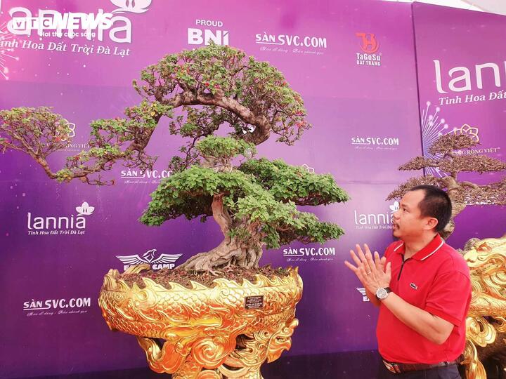 Ông Hoàng Lịch Thiệp đang giới thiệu về cây hoa giấy đặc biệt.