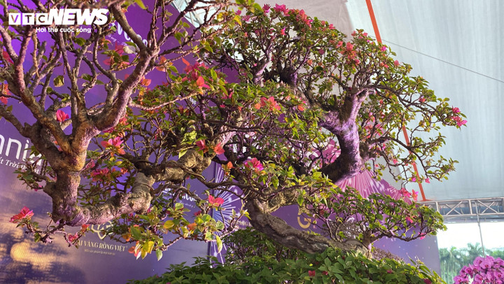 Mãn nhãn bộ đôi cây cảnh Tết giá gần 6 tỷ đồng - 4