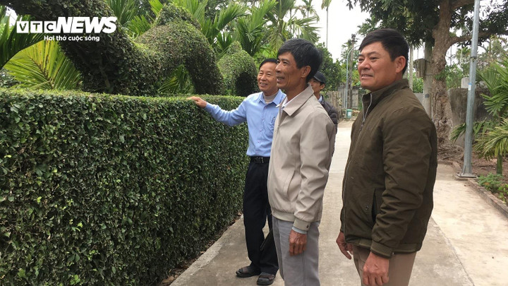 Đến nay, cây duối đã hơn 50 tuổi.