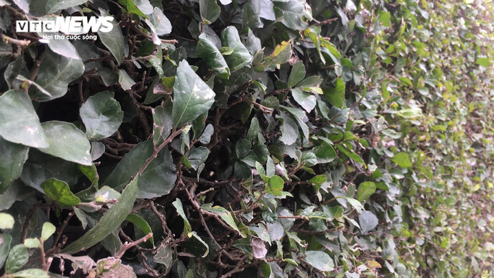 Sau nhiều năm nuôi trồng, cây duối hiện có sức sống khỏe mạnh, không sâu bệnh.