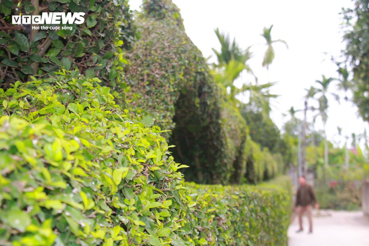 Theo ông Hải, con rồng có chiều dài 20m, thân hình tròn, mềm mại, nhỏ dần từ đầu đến đuôi. Toàn bộ con rồng nằm trên hàng rào cây duối rộng 1m, được chia làm 9 khúc, các khúc có cung độ khác nhau, to từ cổ và nhỏ dần đến duôi. Tính từ đỉnh bờm đầu rồng đến tận gốc cao hơn 3m.