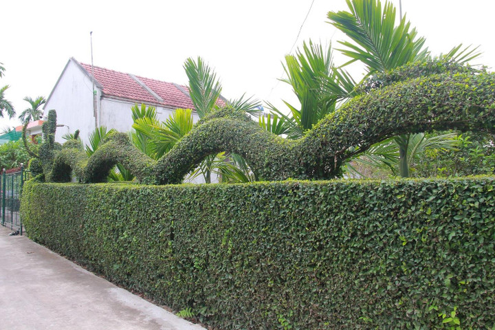 Thời gian đầu, để cây duối phát triển, đẻ nhánh khỏe, ông Hải tích cực bón phân, chăm sóc. Cây duối bật ra nhánh nào là ông Hải dùng dây thép nhỏ buộc chặt và uốn nắn theo khuôn sắt đã định sẵn.