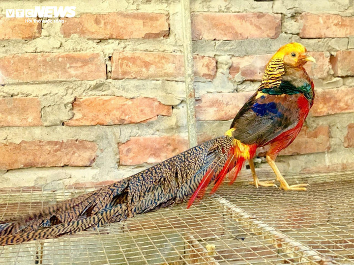 Thú chơi ‘phượng hoàng lửa’ 7 màu giá hàng chục triệu đồng - 4