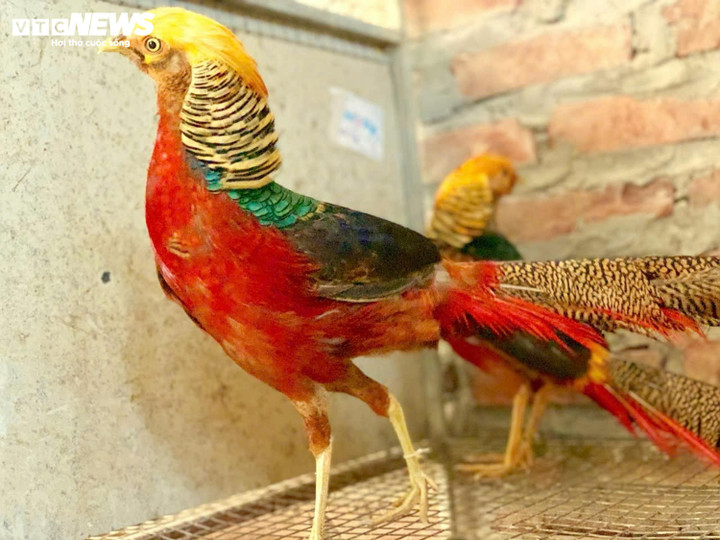Chim trĩ 7 màu được ví như "phượng hoàng lửa". (Ảnh: NVCC)