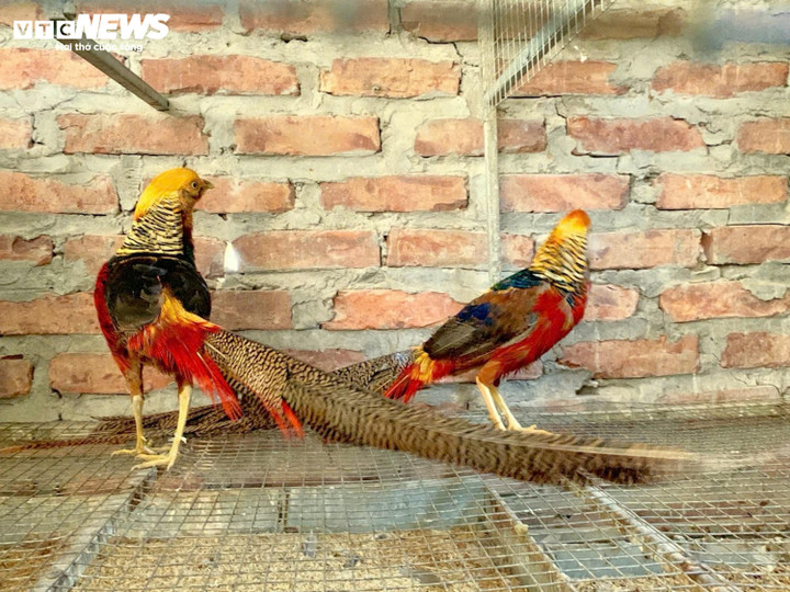 Thú chơi ‘phượng hoàng lửa’ 7 màu giá hàng chục triệu đồng - 3